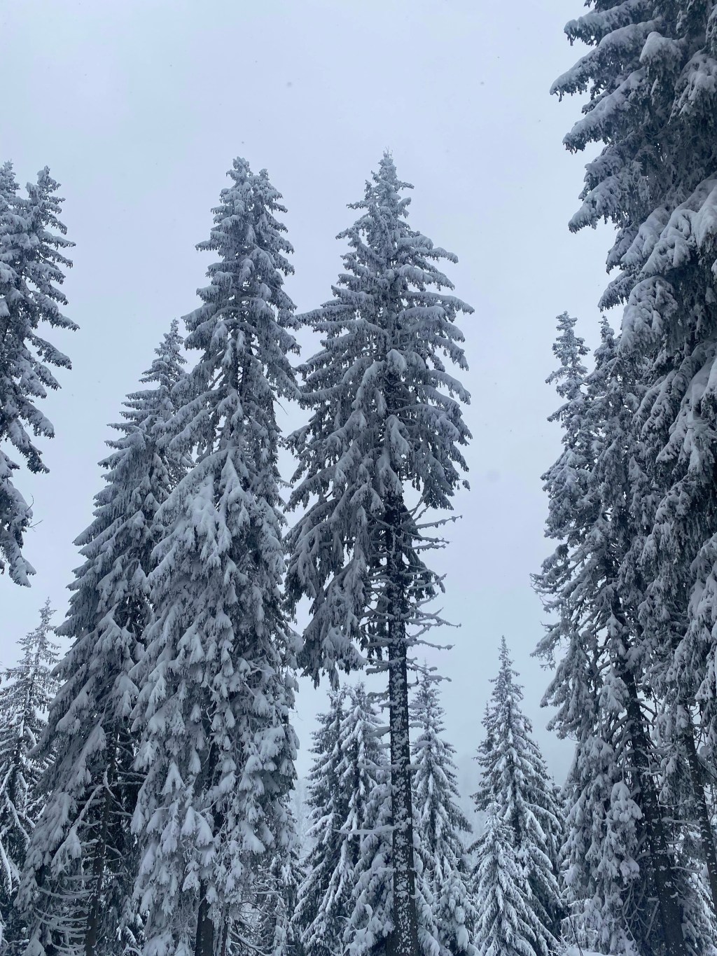 Poetry Anthology: New year is dying in the&nbsp;night